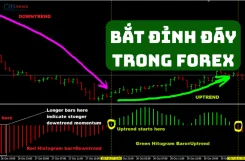 bat-dinh-day-trong-forex-1-1